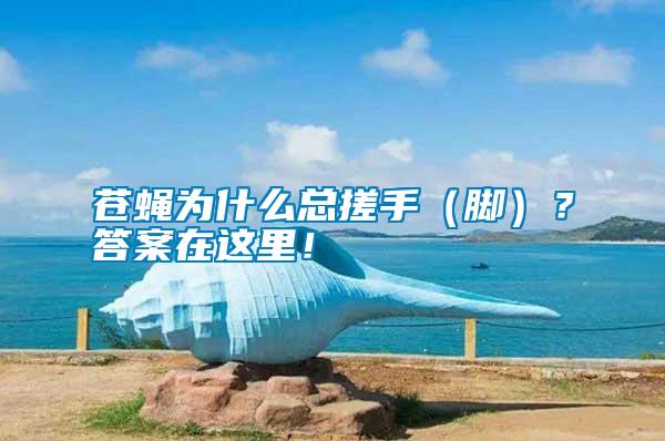 蒼蠅為什么總搓手（腳）？答案在這里！