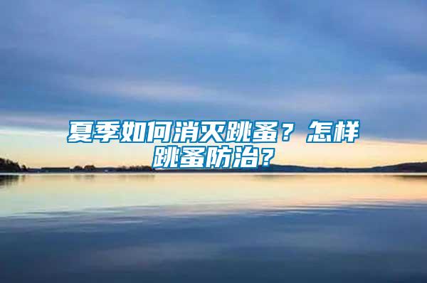 夏季如何消滅跳蚤?怎樣跳蚤防治?