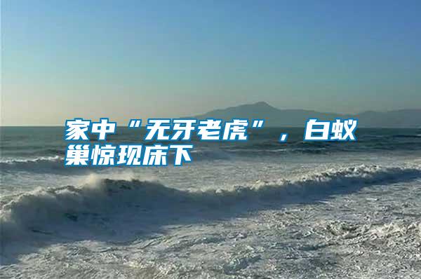 家中“無牙老虎”,白蟻巢驚現(xiàn)床下