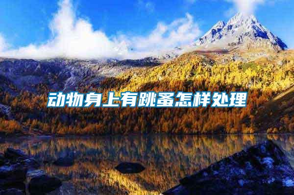 動物身上有跳蚤怎樣處理