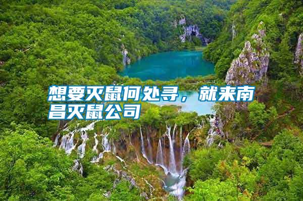 想要滅鼠何處尋,就來南昌滅鼠公司