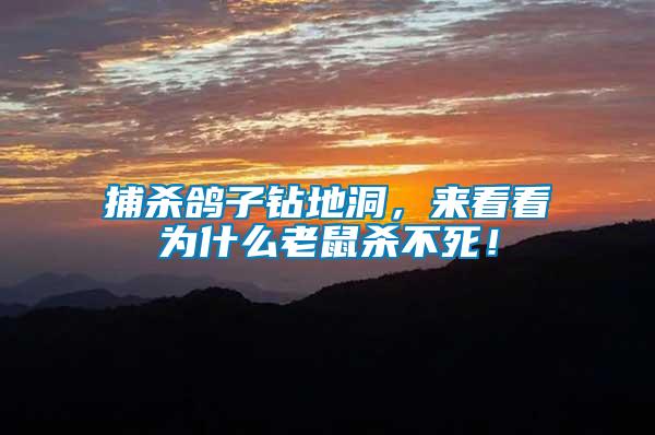 捕殺鴿子鉆地洞，來看看為什么老鼠殺不死！