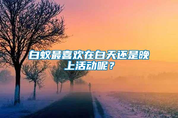白蟻?zhàn)钕矚g在白天還是晚上活動呢?