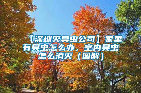 【深圳滅臭蟲公司】家里有臭蟲怎么辦,室內臭蟲怎么消滅(圖解)