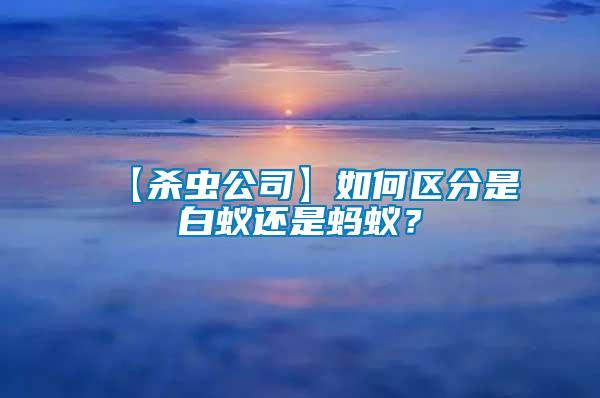 【殺蟲公司】如何區分是白蟻還是螞蟻?