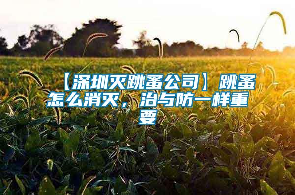 【深圳滅跳蚤公司】跳蚤怎么消滅，治與防一樣重要