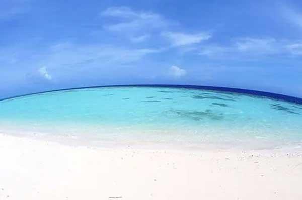 【深圳滅跳蚤公司】家里有貓跳蚤怎么辦,如何消滅跳蚤?