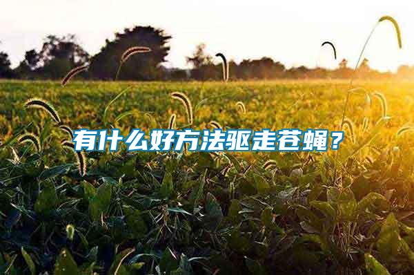有什么好方法驅(qū)走蒼蠅?