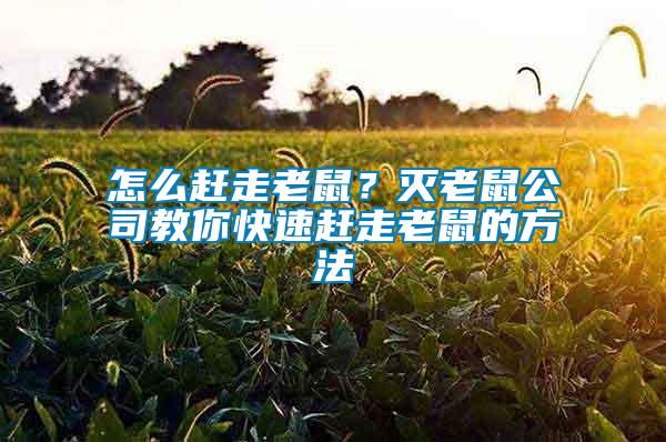怎么趕走老鼠?滅老鼠公司教你快速趕走老鼠的方法