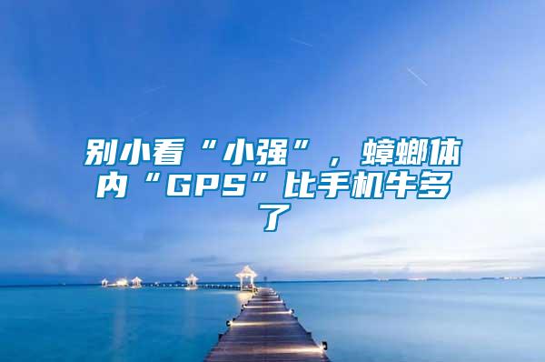別小看“小強(qiáng)”,蟑螂體內(nèi)“GPS”比手機(jī)牛多了