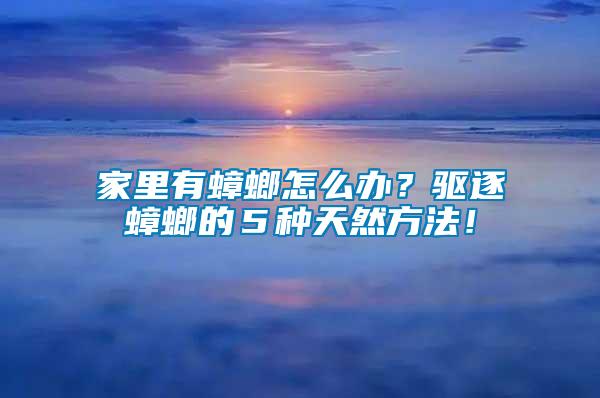 家里有蟑螂怎么辦?驅逐蟑螂的5種天然方法!