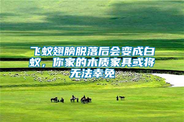 飛蟻翅膀脫落后會變成白蟻，你家的木質(zhì)家具或?qū)o法幸免