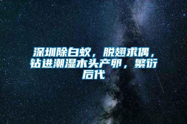 深圳除白蟻，脫翅求偶，鉆進(jìn)潮濕木頭產(chǎn)卵，繁衍后代