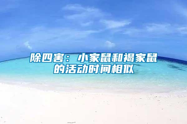 除四害:小家鼠和褐家鼠的活動時間相似