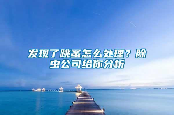 發現了跳蚤怎么處理？除蟲公司給你分析