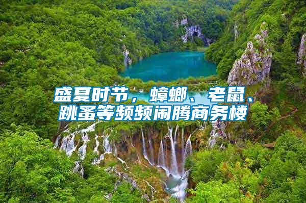 盛夏時節,蟑螂、老鼠、跳蚤等頻頻鬧騰商務樓