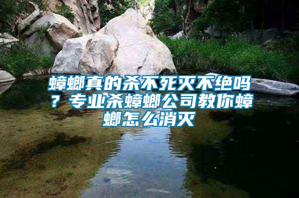 蟑螂真的殺不死滅不絕嗎？專業(yè)殺蟑螂公司教你蟑螂怎么消滅