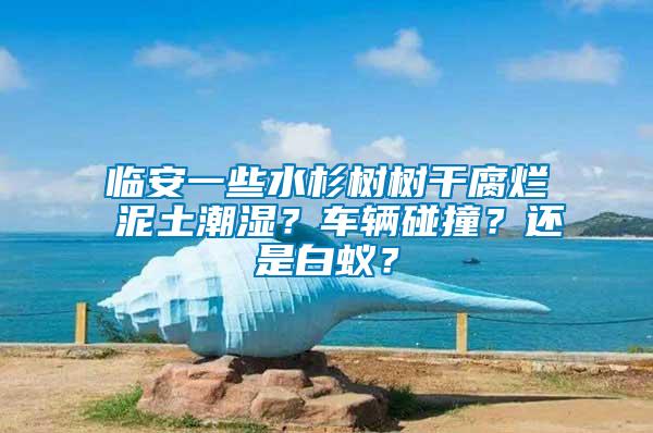 臨安一些水杉樹樹干腐爛 泥土潮濕？車輛碰撞？還是白蟻？