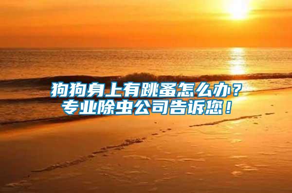 狗狗身上有跳蚤怎么辦？專業除蟲公司告訴您！