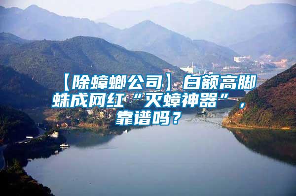 【除蟑螂公司】白額高腳蛛成網紅“滅蟑神器”，靠譜嗎？