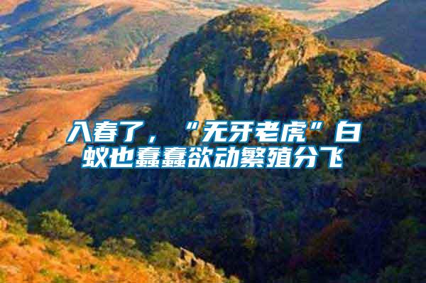 入春了,“無牙老虎”白蟻也蠢蠢欲動(dòng)繁殖分飛
