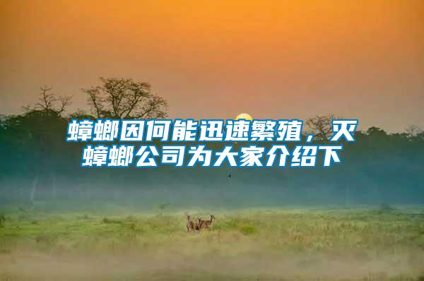 蟑螂因何能迅速繁殖，滅蟑螂公司為大家介紹下