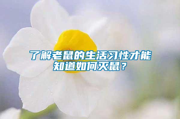 了解老鼠的生活習性才能知道如何滅鼠?