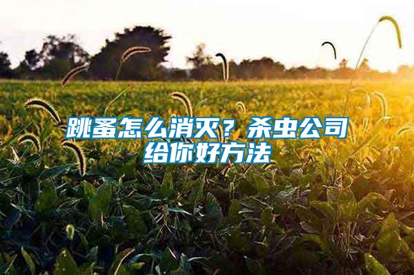 跳蚤怎么消滅？殺蟲公司給你好方法