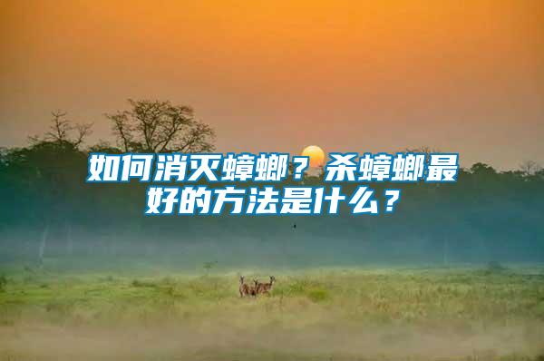 如何消滅蟑螂？殺蟑螂最好的方法是什么？