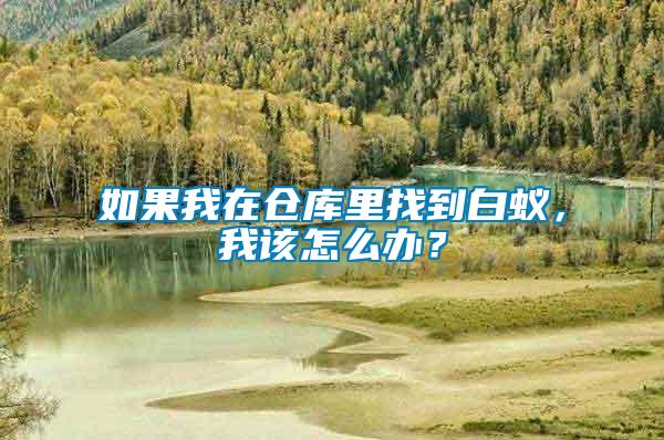 如果我在倉庫里找到白蟻，我該怎么辦？