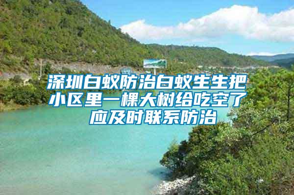 深圳白蟻防治白蟻生生把小區(qū)里一棵大樹給吃空了 應及時聯系防治