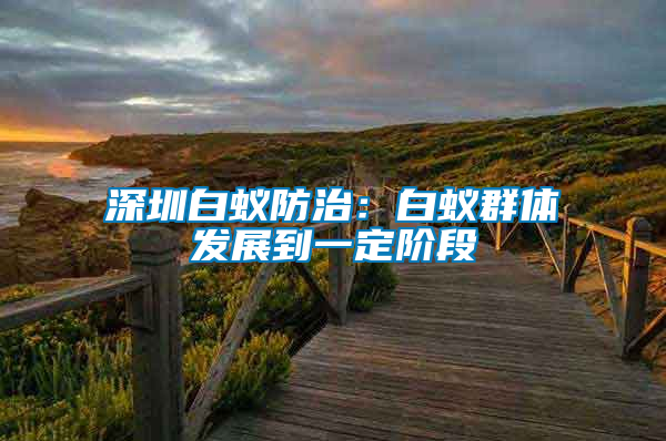 深圳白蟻防治:白蟻群體發展到一定階段