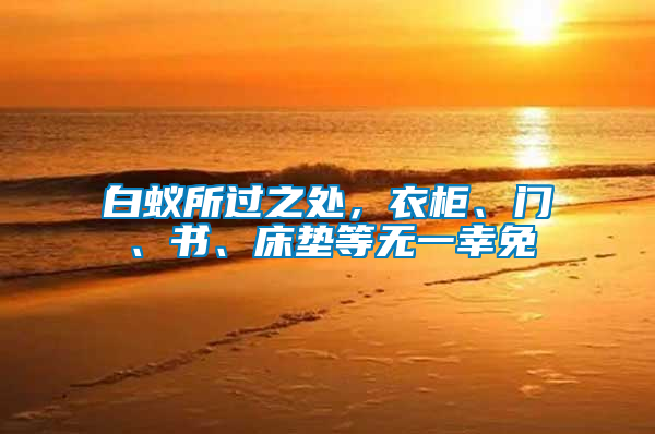白蟻所過之處,衣柜、門、書、床墊等無一幸免