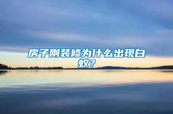 房子剛裝修為什么出現(xiàn)白蟻?