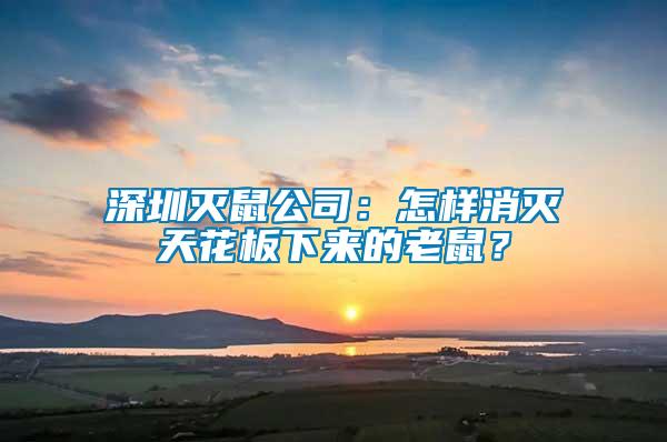深圳滅鼠公司:怎樣消滅天花板下來的老鼠?