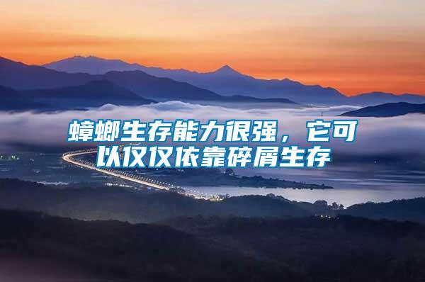 蟑螂生存能力很強,它可以僅僅依靠碎屑生存