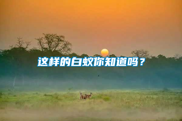 這樣的白蟻你知道嗎?