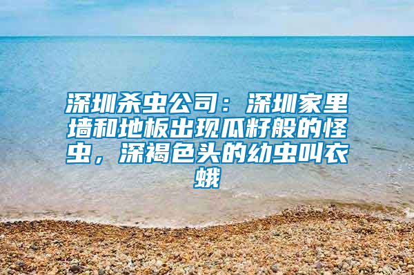 深圳殺蟲公司：深圳家里墻和地板出現(xiàn)瓜籽般的怪蟲，深褐色頭的幼蟲叫衣蛾