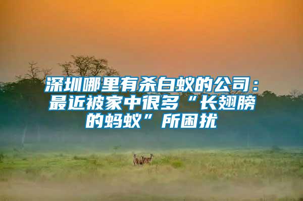 深圳哪里有殺白蟻的公司:最近被家中很多“長翅膀的螞蟻”所困擾