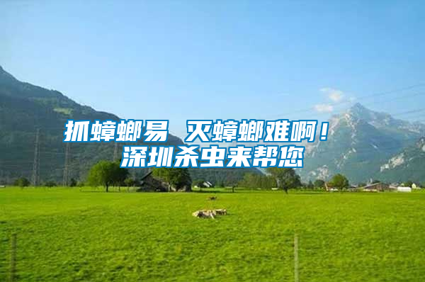 抓蟑螂易 滅蟑螂難啊！ 深圳殺蟲來幫您