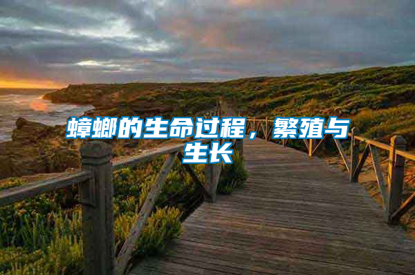 蟑螂的生命過程,繁殖與生長